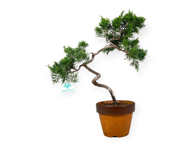 Juniperus chinensis Itogawa - Juniper - 39 cm