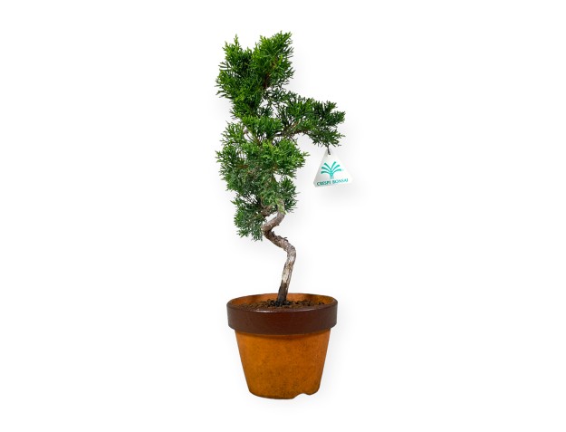 Juniperus chinensis Itogawa - Enebro - 39 cm 2