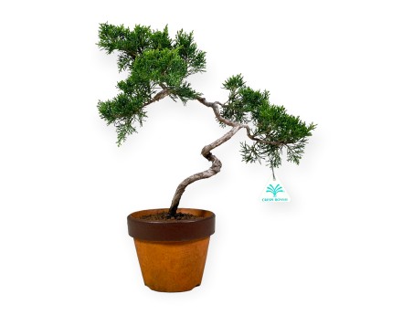 Juniperus chinensis Itogawa - Jeneverbes - 39 cm