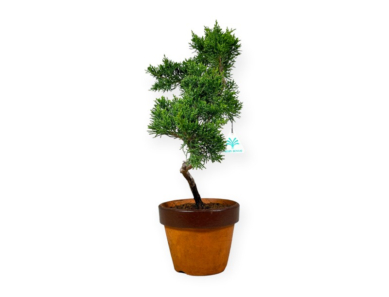 Juniperus chinensis Itogawa - Ginepro - 39 cm