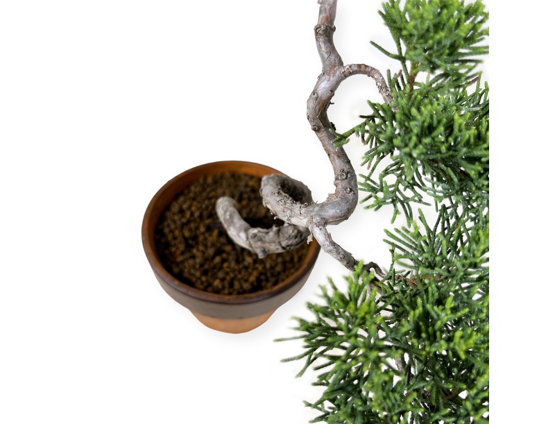 Juniperus chinensis Itogawa - Juniper - 39 cm