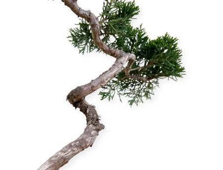 Juniperus chinensis Itogawa - Ginepro - 39 cm