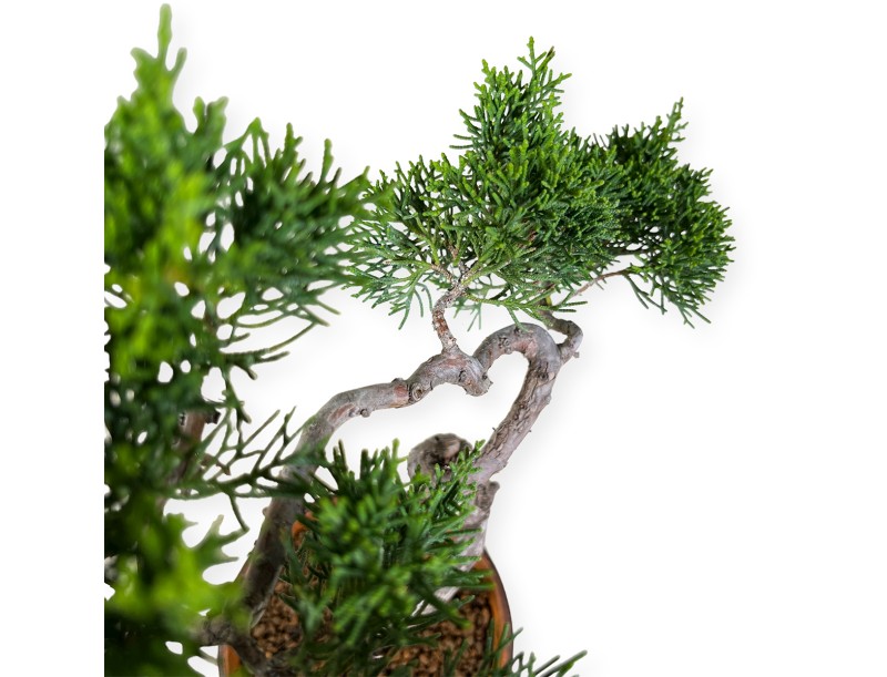 Juniperus chinensis Itogawa - Juniper - 39 cm