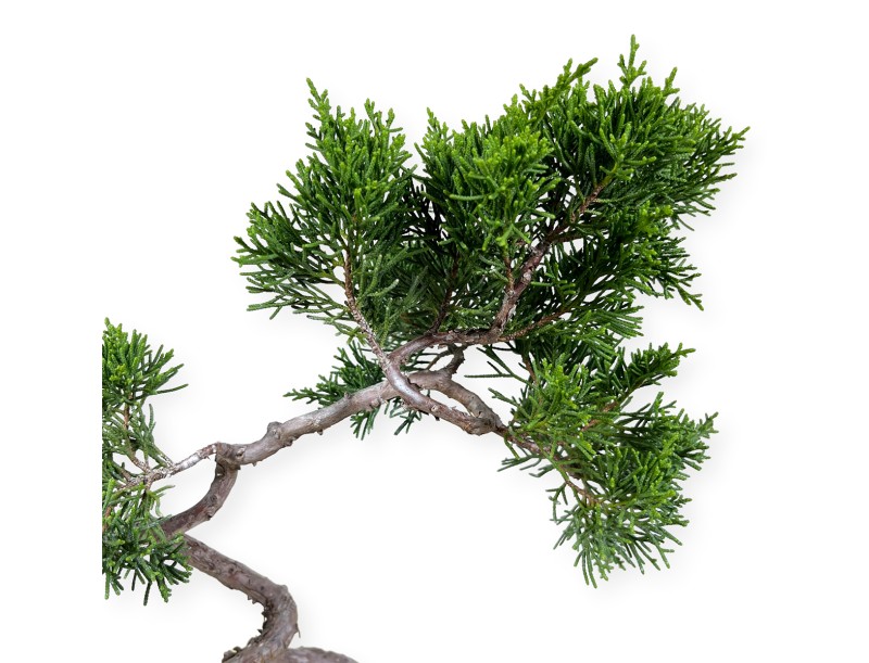 Juniperus chinensis Itogawa - Wacholder - 39 cm