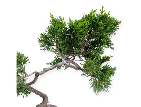Juniperus chinensis Itogawa - Ginepro - 39 cm