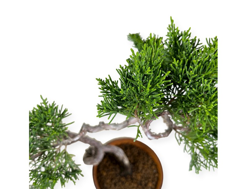 Juniperus chinensis Itogawa - Ginepro - 39 cm