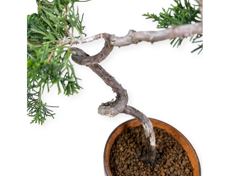 Juniperus chinensis Itogawa - Enebro - 39 cm
