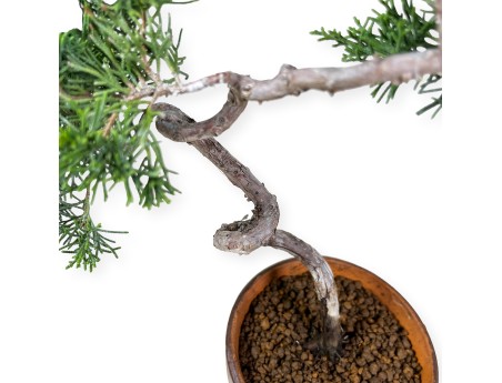 Juniperus chinensis Itogawa - Jeneverbes - 39 cm