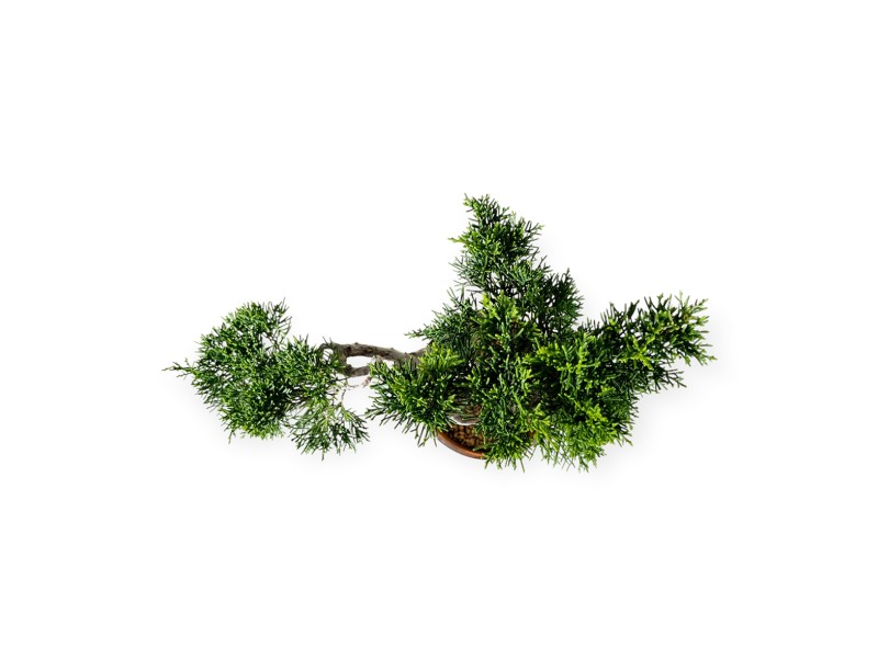 Juniperus chinensis Itogawa - Jeneverbes - 39 cm