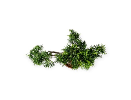 Juniperus chinensis Itogawa - Genévrier de Chine - 39 cm
