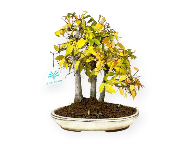 Zelkova serrata - Orme - 23 cm 2