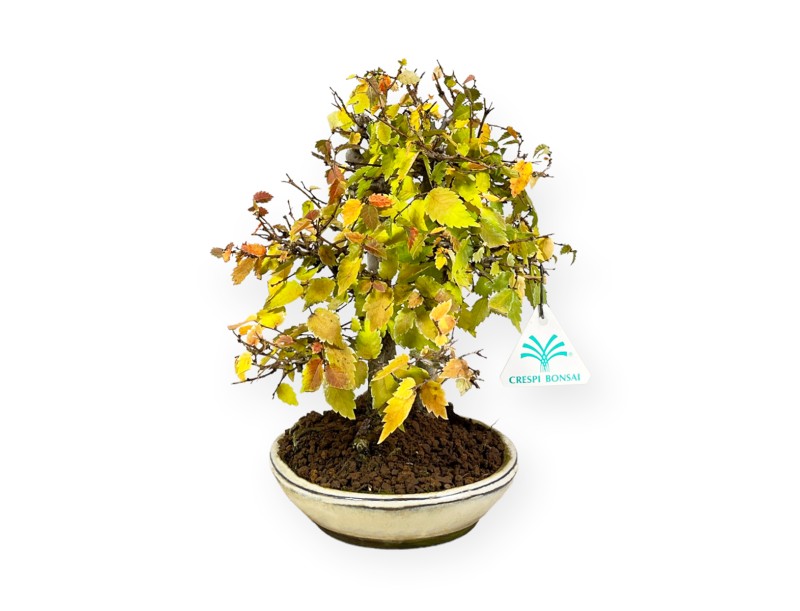 Zelkova serrata - Olmo - 23 cm