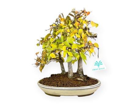 Zelkova serrata - Orme - 23 cm