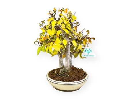 Zelkova serrata - Olmo - 23 cm
