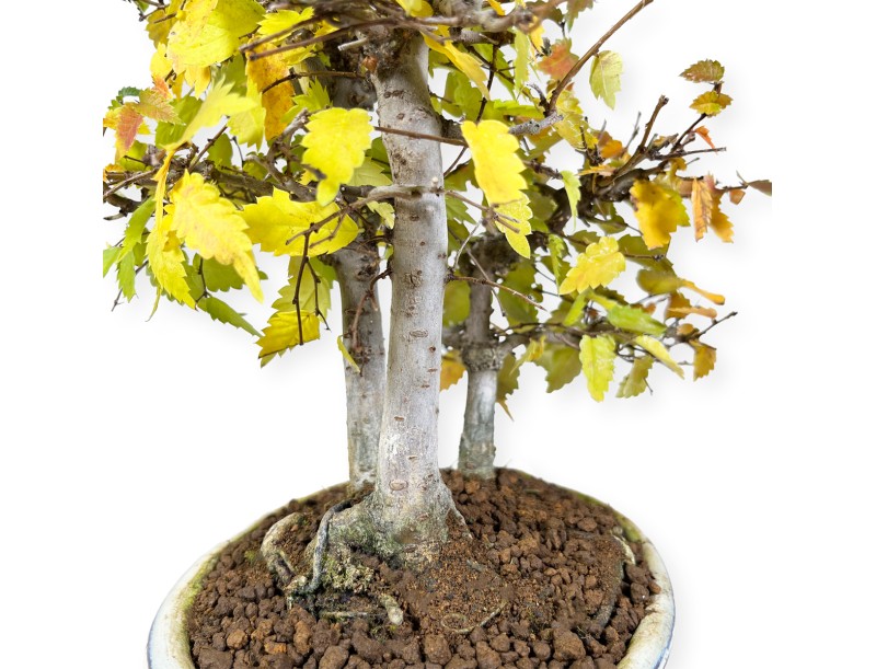 Zelkova serrata - Olmo - 23 cm