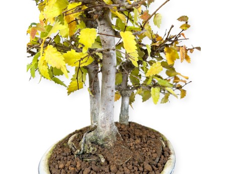 Zelkova serrata - Orme - 23 cm