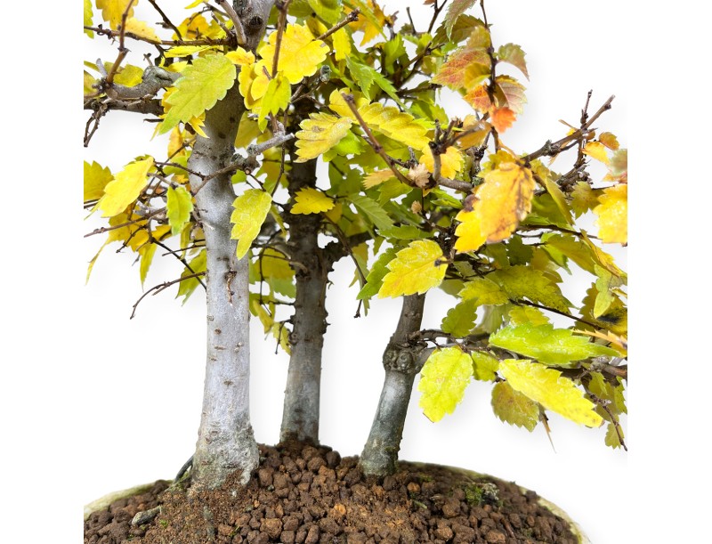 Zelkova serrata - Orme - 23 cm