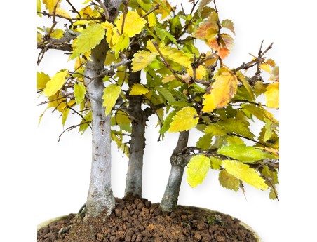 Zelkova serrata - Elm - 23 cm