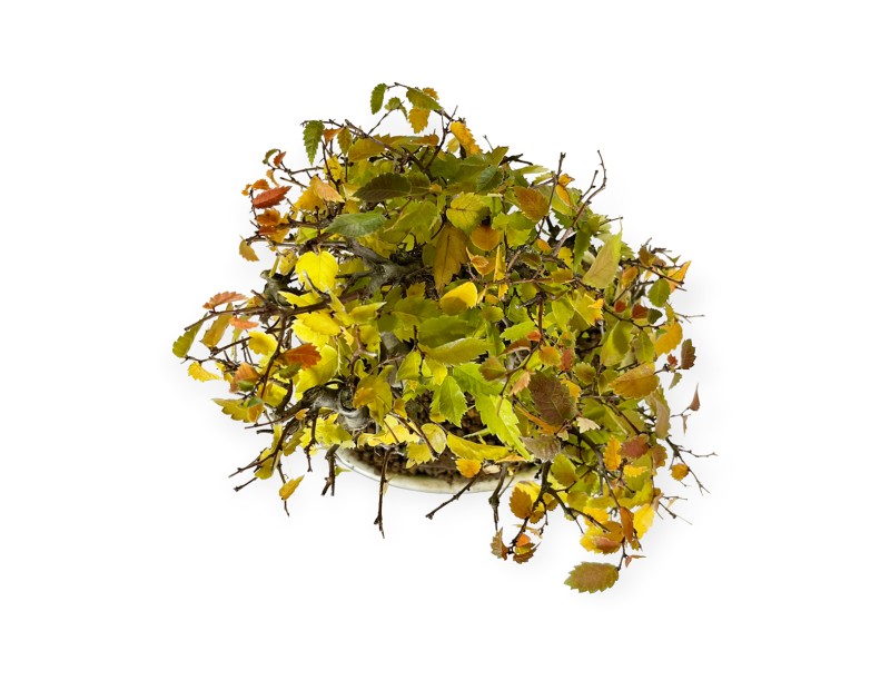 Zelkova serrata - Orme - 23 cm