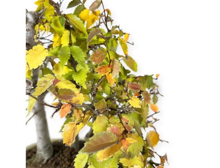 Zelkova serrata - Olmo - 23 cm