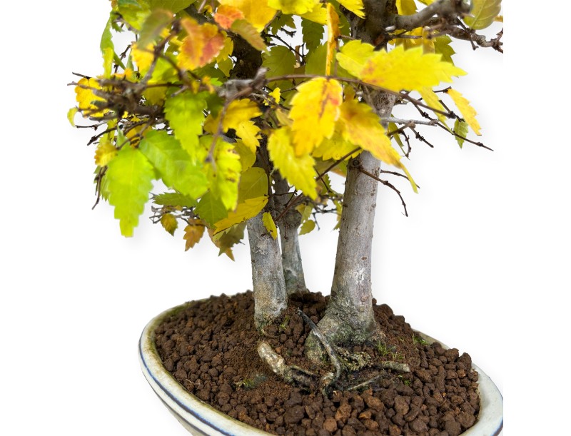 Zelkova serrata - Orme - 23 cm