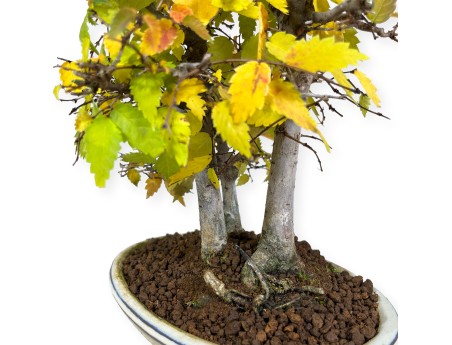 Zelkova serrata - Orme - 23 cm