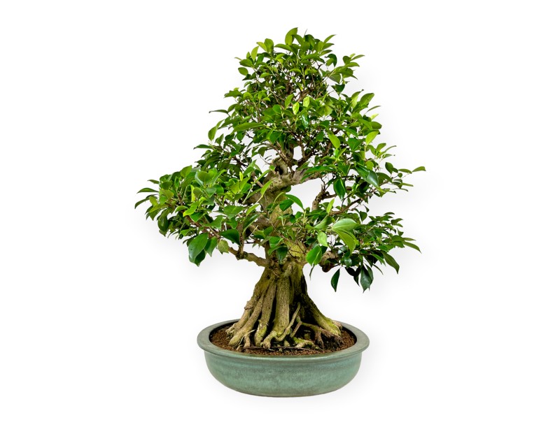 Ficus retusa - 95 cm