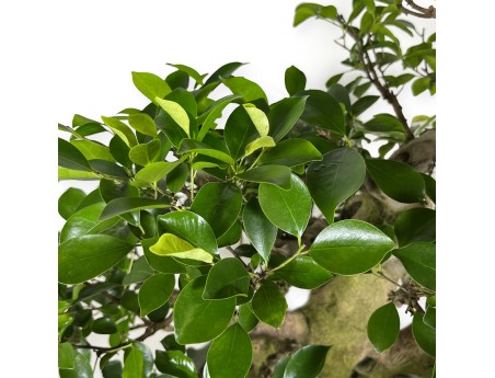 Ficus retusa - 95 cm