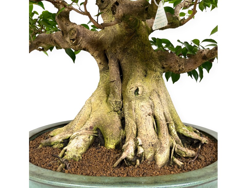 Ficus retusa - 95 cm