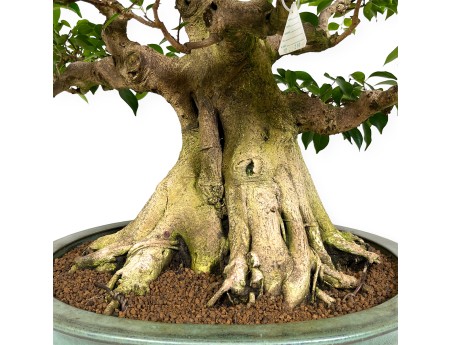 Ficus retusa - 95 cm
