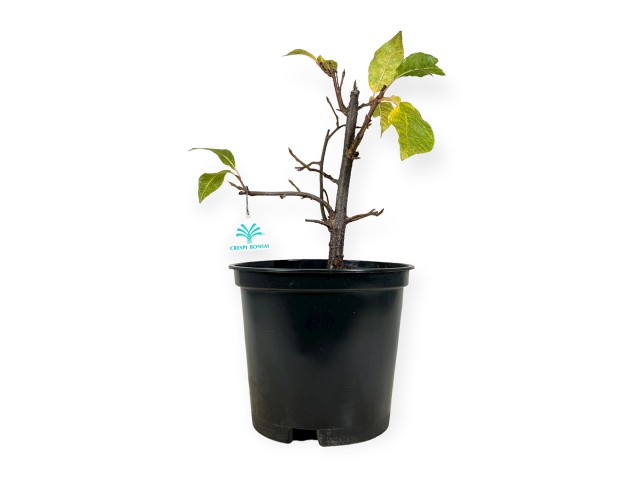 Prunus padus - 42 cm