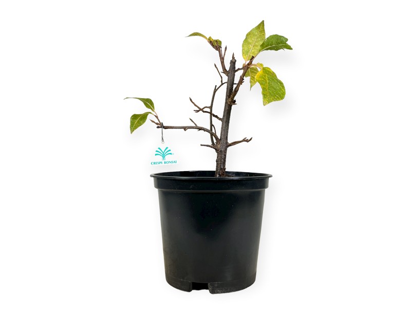 Prunus padus - 42 cm