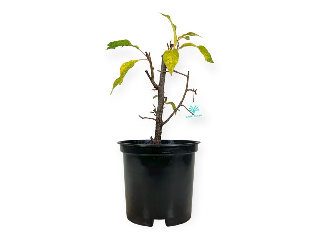 Prunus padus - 42 cm 2