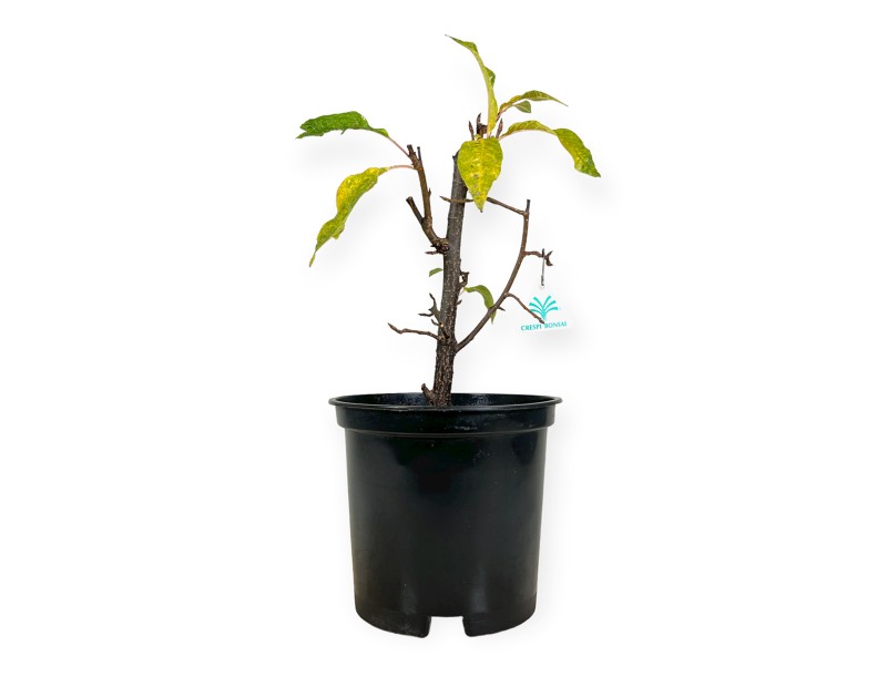 Prunus padus - 42 cm