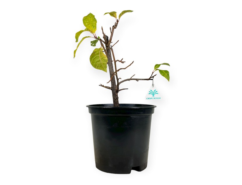 Prunus padus - 42 cm