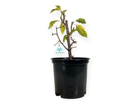 Prunus padus - 42 cm
