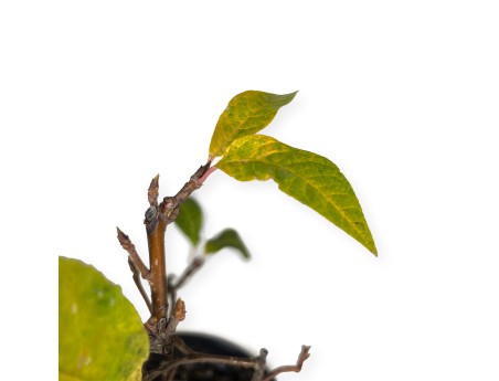 Prunus padus - 42 cm