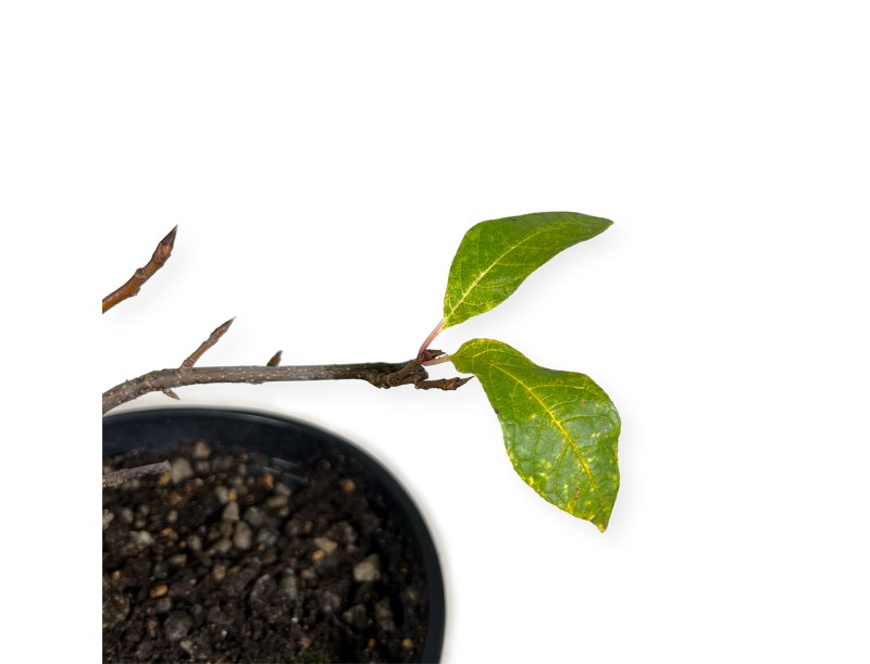 Prunus padus - 42 cm