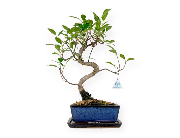 Set Ficus retusa - 31 cm