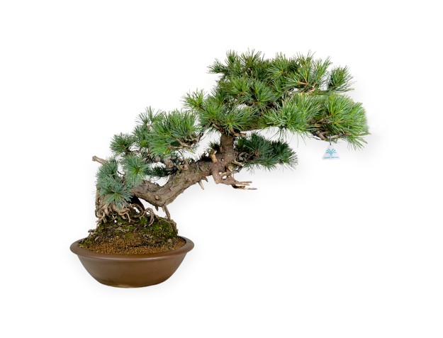 Pinus pentaphylla - Pino - 75 cm