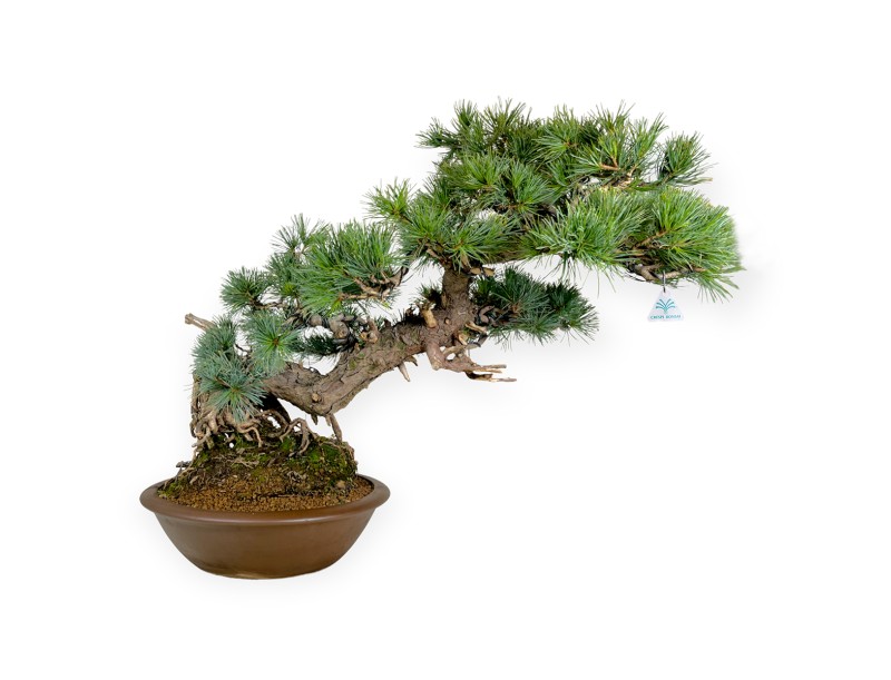 Pinus pentaphylla - Pino - 75 cm