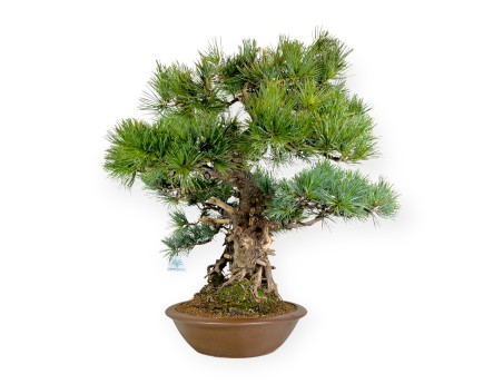 Pinus pentaphylla - Pino - 75 cm