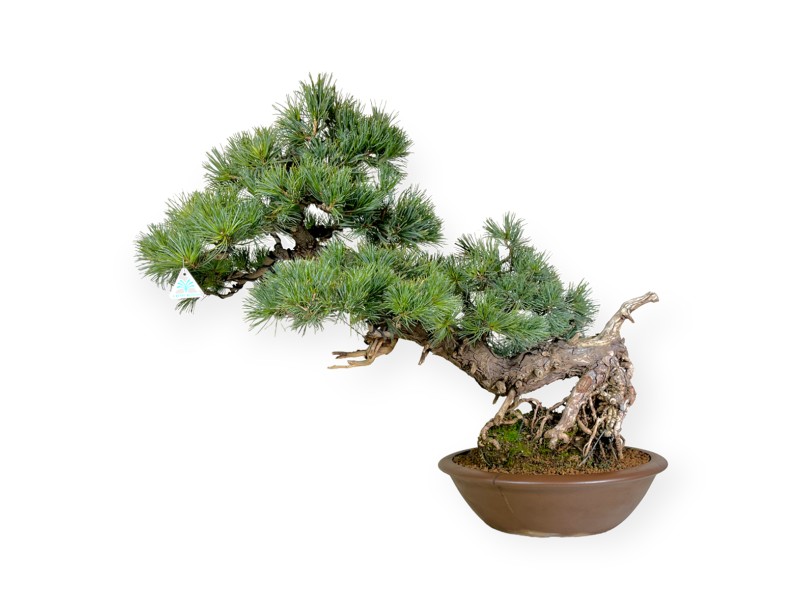 Pinus pentaphylla - Pino - 75 cm