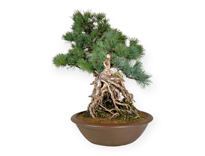 Pinus pentaphylla - Pino - 75 cm