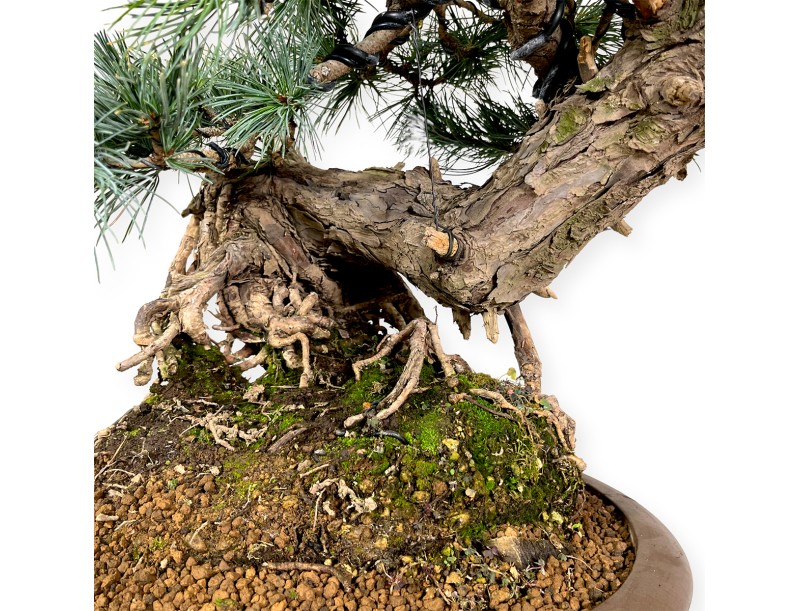 Pinus pentaphylla - Pine five needles - 75 cm