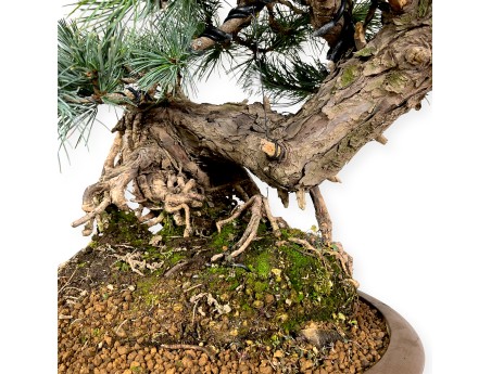 Pinus pentaphylla - Pino - 75 cm