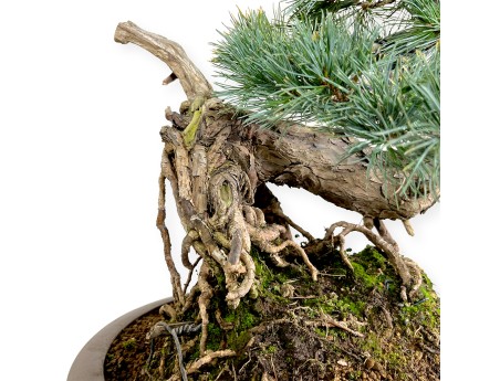 Pinus pentaphylla - Pino - 75 cm
