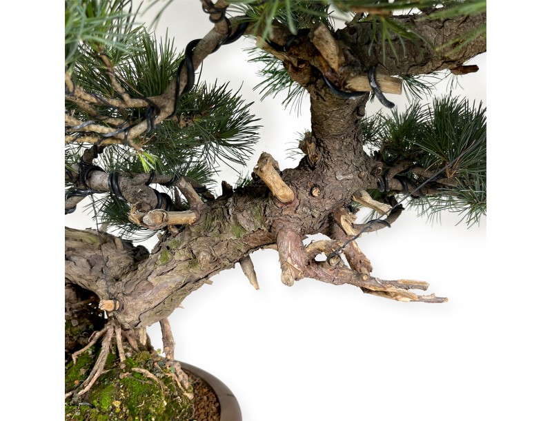 Pinus pentaphylla - Pine five needles - 75 cm