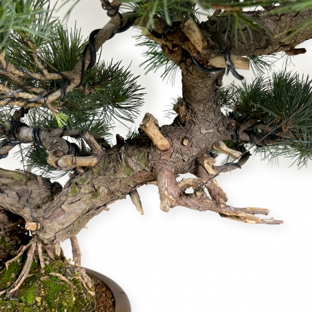 Pinus pentaphylla - Pin à cinq aiguilles - 75 cm