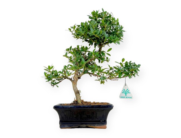 Ilex crenata - agrifoglio - 33 cm